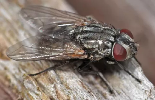 Mosca de Cara, Musca autumnalis